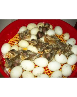 Automatinis inkubatorius paukščių perinimui 51 kiaušiniai